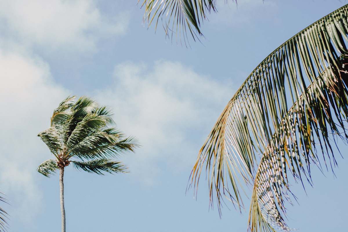 tree coconut trees during daytime arecaceae